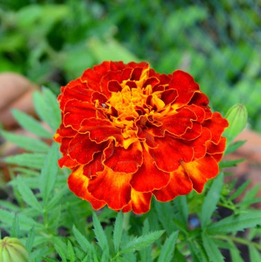 Yaz ortası Bahçe en güzel çiçekler