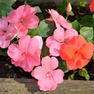 Güzel çiçek bahçede maruz