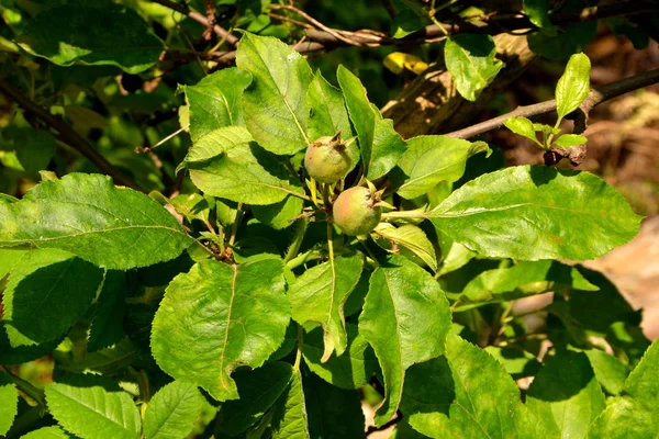 Appels in een appelboom — Stockfoto