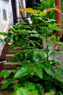 Yeşil Bahçe, bahar zaman bırakır.