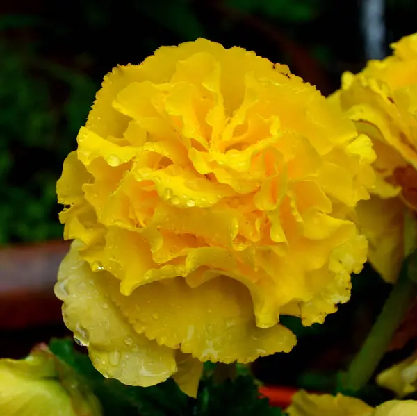 Nice flowers in the garden — Stock Photo, Image