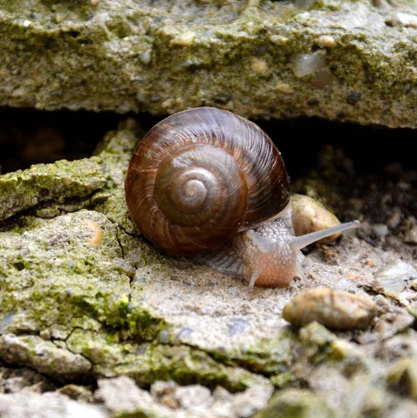 Escargot dans le jardin — Photo