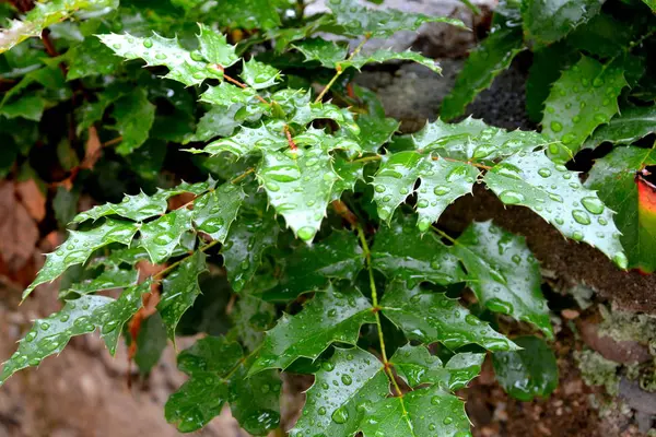 Green leaves in the garden, in spring time — Stock Photo, Image