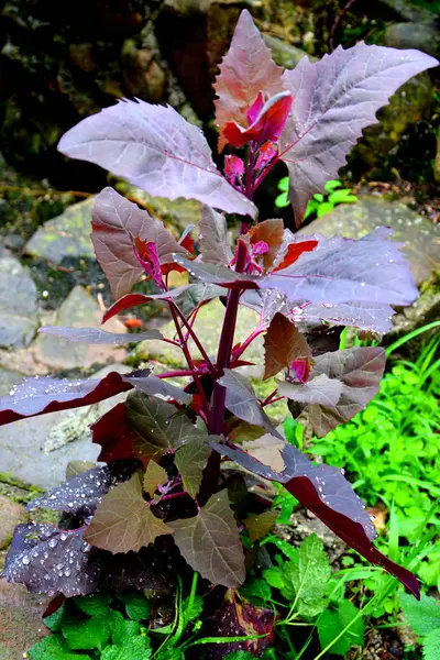 Hojas de verduras en el jardín. Gotas de agua . — Foto de Stock