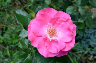 Yabani gül. Erken yaz Bahçe en güzel çiçek