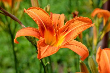 Zambaklar. Erken yaz bahçe en güzel çiçek