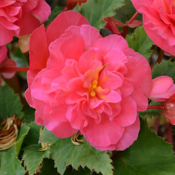 Nice flower exposed in the garden — Stock Photo, Image