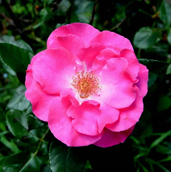 Ładny kwiat w ogrodzie — Zdjęcie stockowe