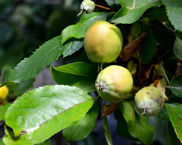 Яблоки в яблоне — стоковое фото