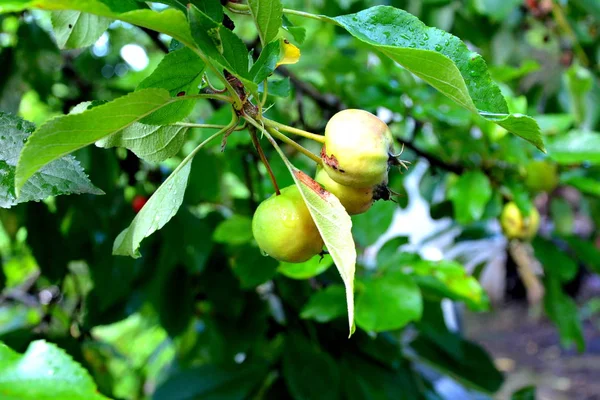 Trochę jabłka w sadzie w ogrodzie — Zdjęcie stockowe