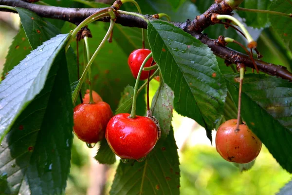 Ciliegio Primavera Nel Frutteto Gocce Acqua — Foto Stock