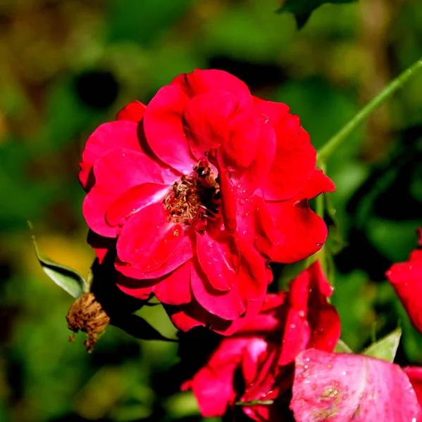 Fin blomma i trädgården — Stockfoto