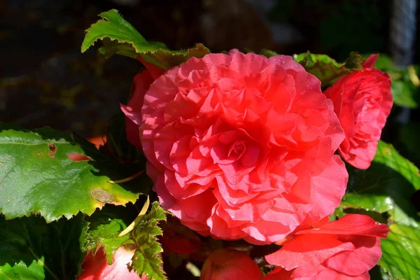 Begonia. Nice flower — Stock Photo, Image