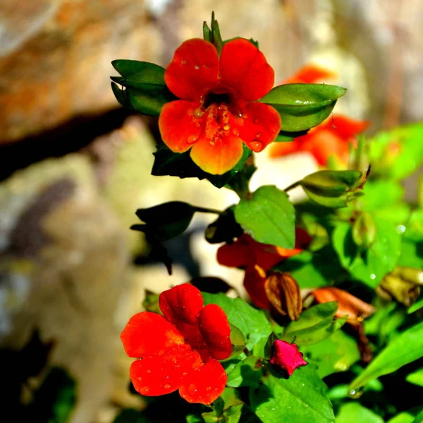 Mooie bloem in de tuin — Stockfoto