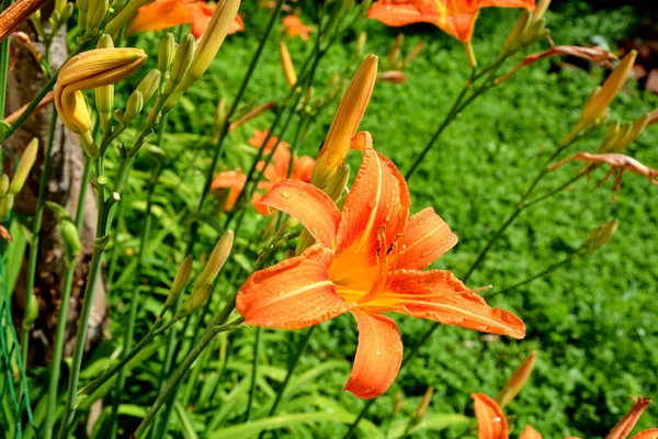 Lírios. Flor agradável no jardim no início do verão — Fotografia de Stock