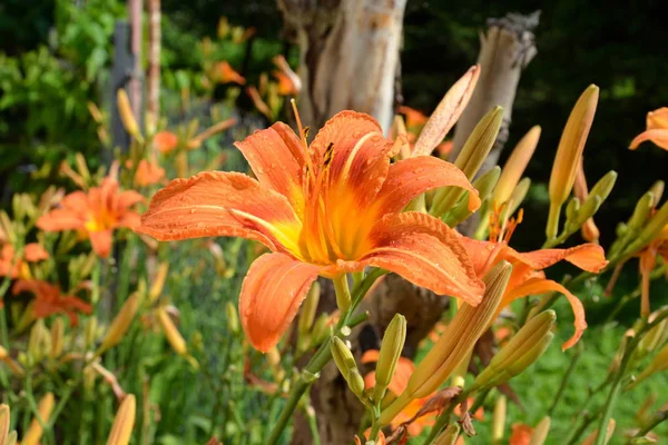 Lilie. Ładny kwiat w ogrodzie na początku lata — Zdjęcie stockowe