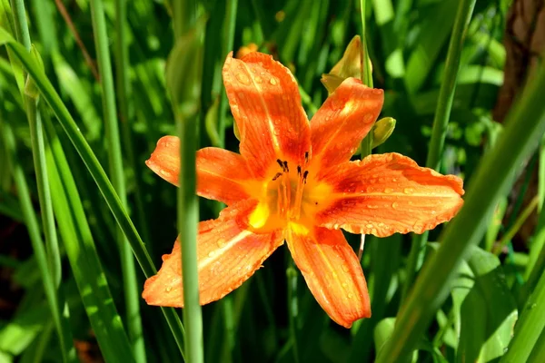 ユリ。初夏の庭で素敵な花 — ストック写真