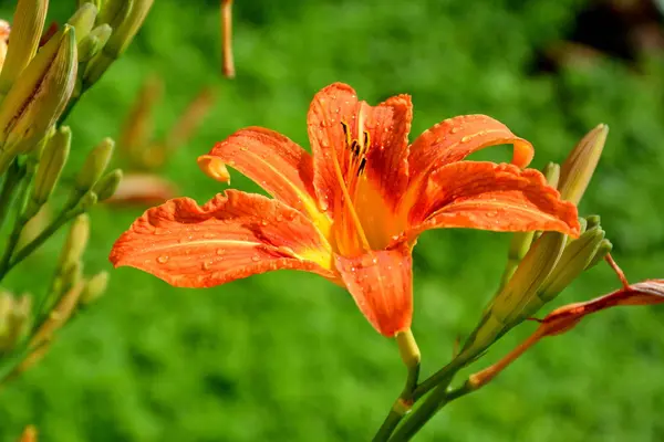Lilie w ogrodzie — Zdjęcie stockowe