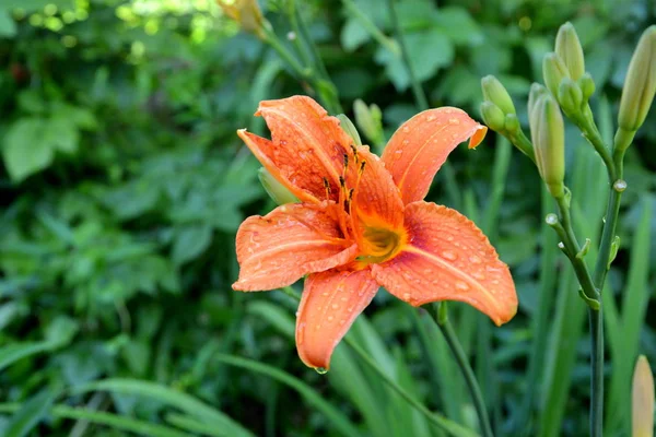Lilie w ogrodzie — Zdjęcie stockowe