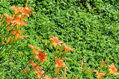 Bahçedeki zambaklar