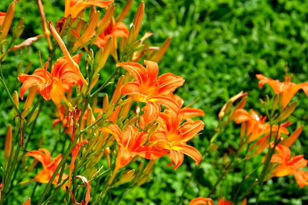 Lilies in the garden — Stock Photo, Image