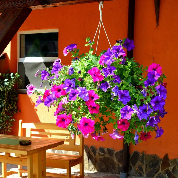 Maison de campagne typique, cour, jardin et fleur dans le village Sacele — Photo