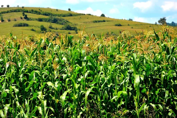 Corn field in harvesting time.Typical rural landscape in the plains of Transylvania, Romania — Stock Photo, Image