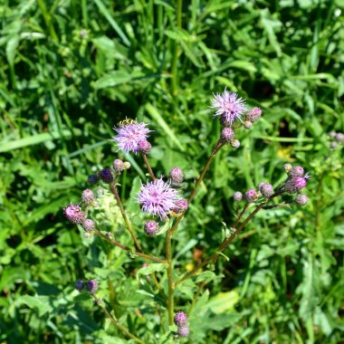 Transilvanya, Romanya ovalarında tipik kırsal manzara