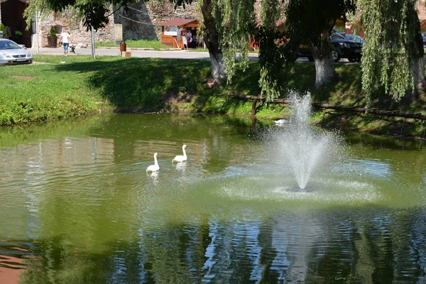 Una familia de cisnes en el canal de la potrera Fagaras — Foto de Stock