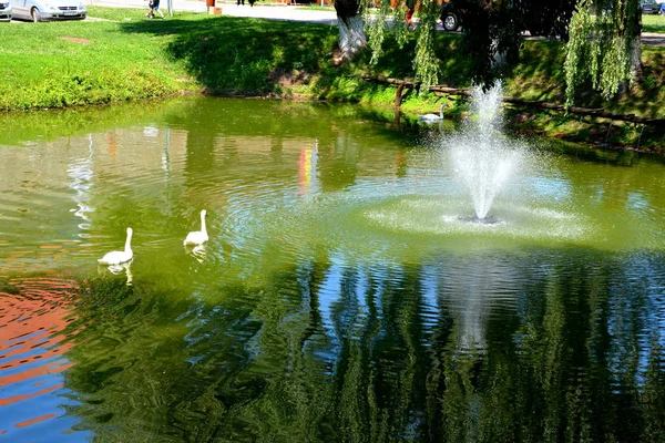 Una familia de cisnes en el canal de la potrera Fagaras — Foto de Stock
