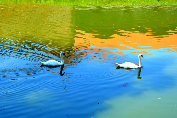 A family of swans in the channel of the foirtress Fagaras — Stock Photo, Image