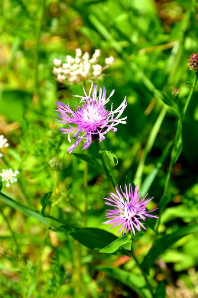 Flores agradáveis no jardim em meados do verão — Fotografia de Stock