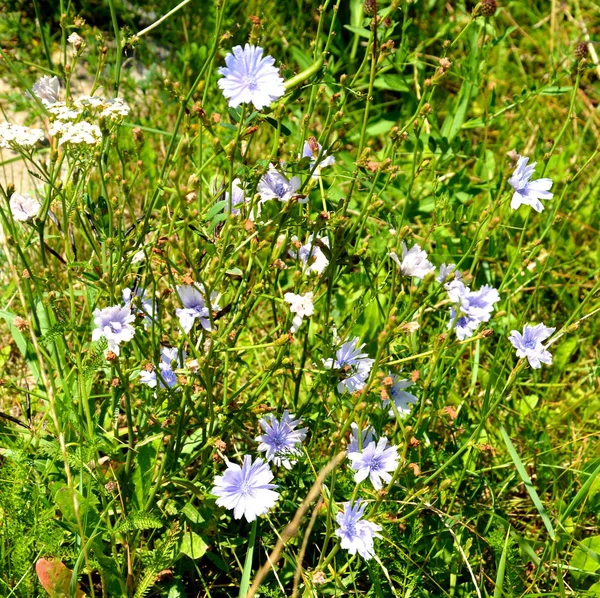 Flowers in the garden — Stock Photo, Image