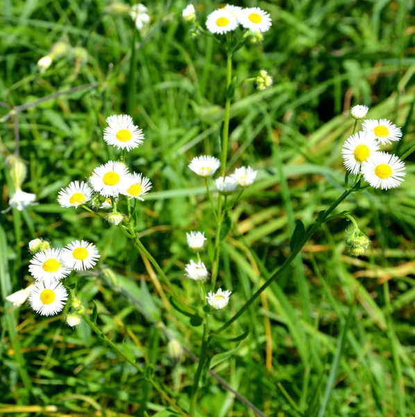 Flores en el jardín — Foto de Stock