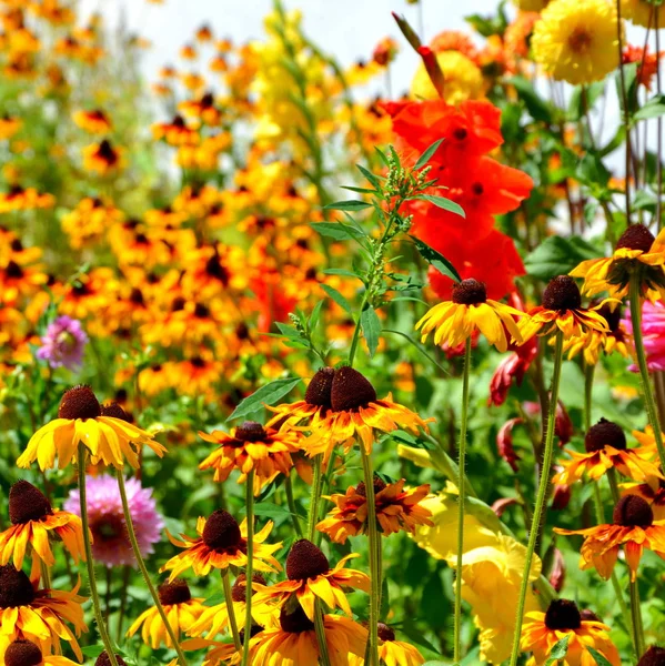 Fiori in giardino — Foto Stock