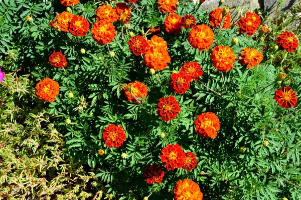 Flores en el jardín — Foto de Stock