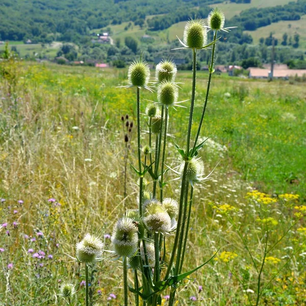Transilvanya, Romanya ovalarında tipik kırsal manzara