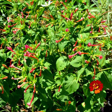 Yaz ortası Bahçe en güzel çiçekler