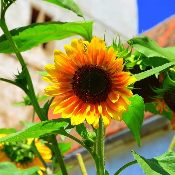 Girasole in una giornata di sole — Foto Stock