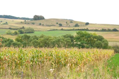 Transilvanya, Romanya ovalarında tipik kırsal manzara