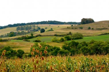 Sonbahar renk, tırmanma bitkiler, liana, sarmaşık