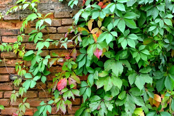 Podzimní barvy, lezení rostliny, liány, břečťan — Stock fotografie