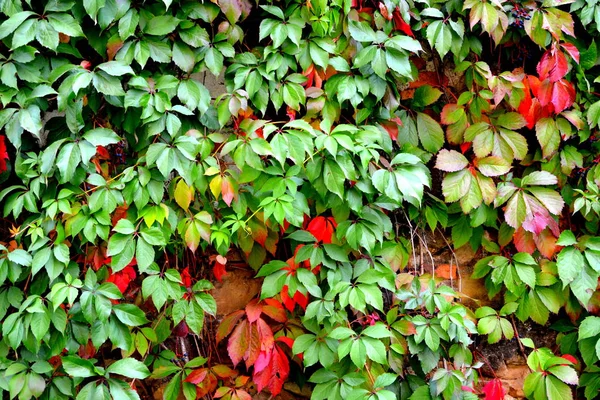 Colore autunno, piante rampicanti, liana, edera — Foto Stock