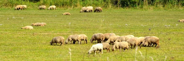 Typisch landelijke landschap in de vlaktes van Transsylvanië, Roemenië — Stockfoto