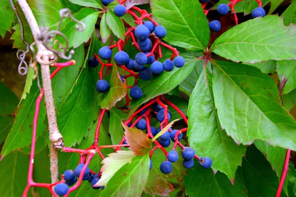 Herfst kleur, klimmen planten, lianen en klimop — Stockfoto