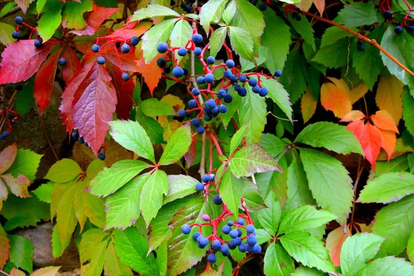 秋の色、植物、つる植物、ツタを登る — ストック写真