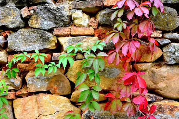 Herbstfarbe, Kletterpflanzen, Liane, Efeu — Stockfoto