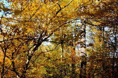 Sonbaharda Transilvanya ormanlarındaki tipik manzara. Romanya 'nın Banat kentinde Oravita ile Anina arasındaki demiryolu.