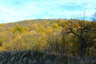 Sonbaharda Transilvanya ormanlarındaki tipik manzara. Romanya 'nın Banat kentinde Oravita ile Anina arasındaki demiryolu.