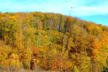 Sonbaharda Transilvanya ormanlarındaki tipik manzara. Romanya 'nın Banat kentinde Oravita ile Anina arasındaki demiryolu.